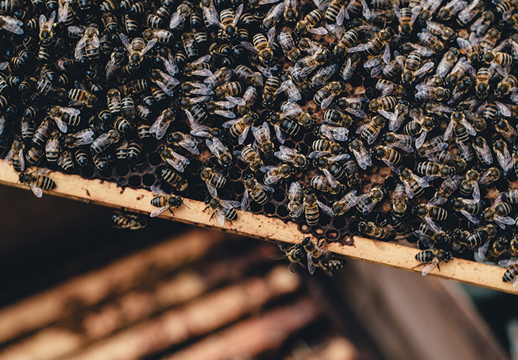Spring Break for Millions of Bees and Their Keepers