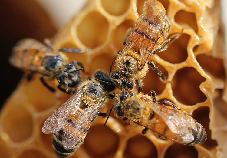 Amazing Health Benefits of Vinegar and Honey