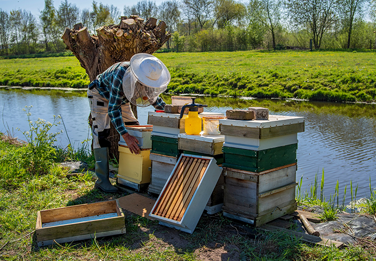 Spring Break for Millions of Bees and Their Keepers