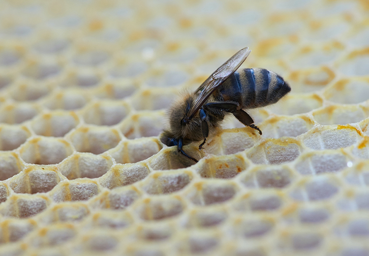 Tutorial Beekeeping for Beginners Breeding Bees